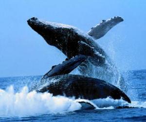 yapboz Whales